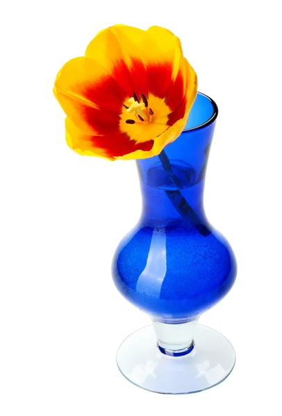 Квіти тюльпанів у синій скляній вазі, ізольовані . — стокове фото