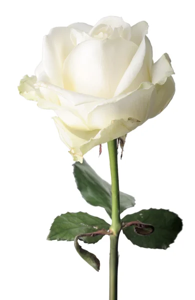 Белая роза, изолированная — стоковое фото