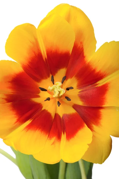Tulip close-up — Stockfoto