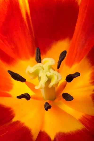 Tulpe in Großaufnahme — Stockfoto