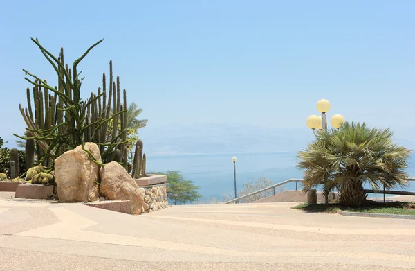Oasis on the shore of the Dead Sea — Stock Photo, Image