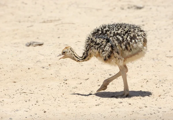 African ostrich chick — Stock Photo, Image