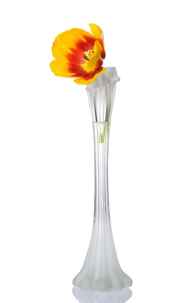 Fiore di tulipano in vaso, isolato — Foto Stock