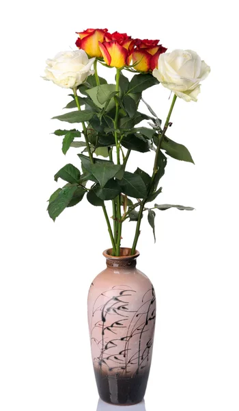 Rose rosse e bianche in vaso, isolate — Foto Stock