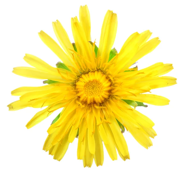 One yellow flower of dandelion isolated on white background — Stock Photo, Image