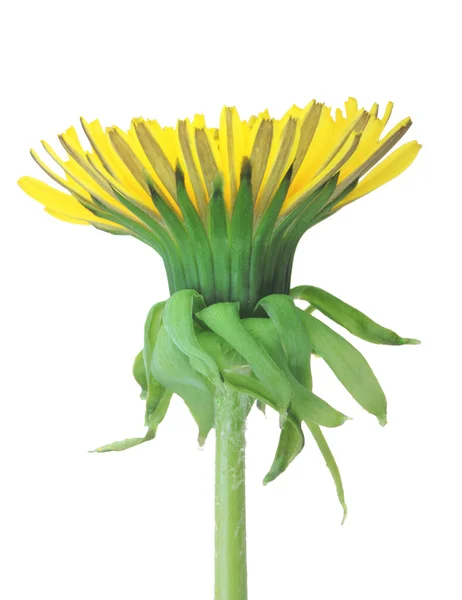 Uma flor amarela de dente-de-leão isolada sobre fundo branco — Fotografia de Stock