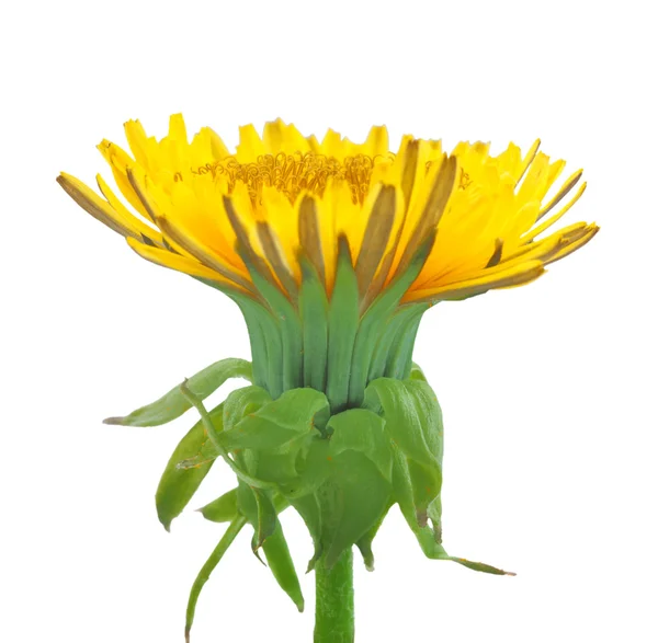 Una flor amarilla de diente de león aislada sobre fondo blanco —  Fotos de Stock