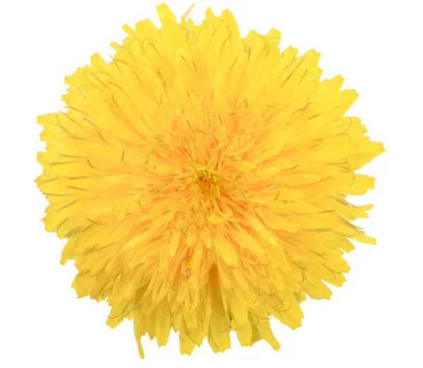 Один желтый цветок одуванчика изолирован на белом фоне — стоковое фото