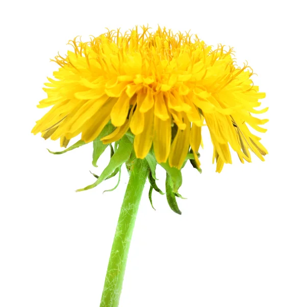 En gul blomma av maskros isolerad på vit bakgrund — Stockfoto