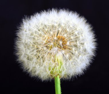 Single dandelion on black background clipart