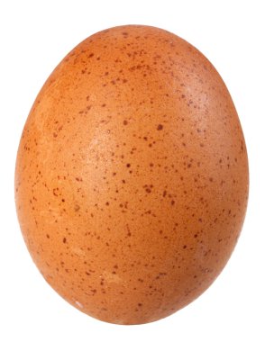 Only single brown bird egg clipart