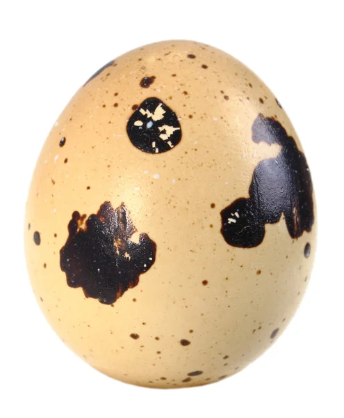 Только одно светло-коричневое яйцо перепела — стоковое фото