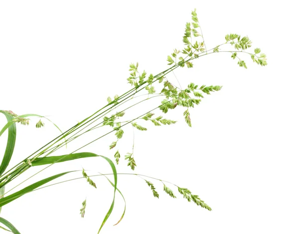 Фон з окремою гілкою зеленої трави — стокове фото