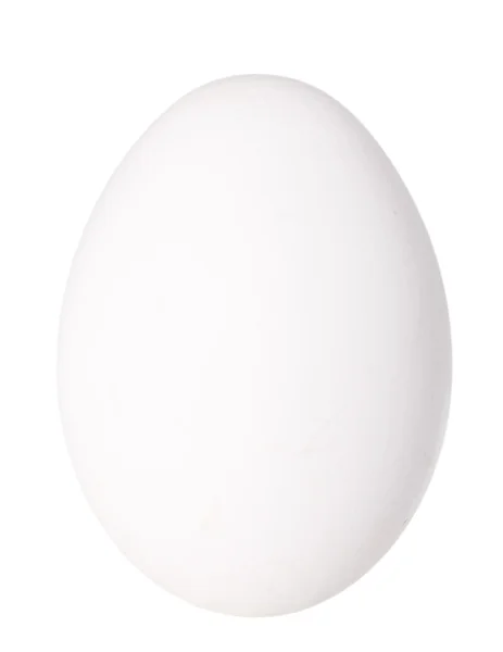 Only single white bird egg — Stock Photo, Image