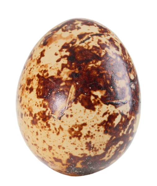 Sadece tek açık kahverengi yumurta bıldırcın — Stok fotoğraf