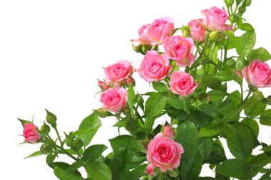 Bush with pink roses and green leafes clipart