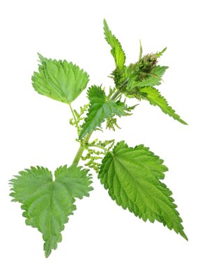 One branch of green nettle clipart