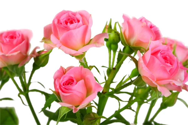Cespuglio con rose rosa e foglie verdi — Foto Stock