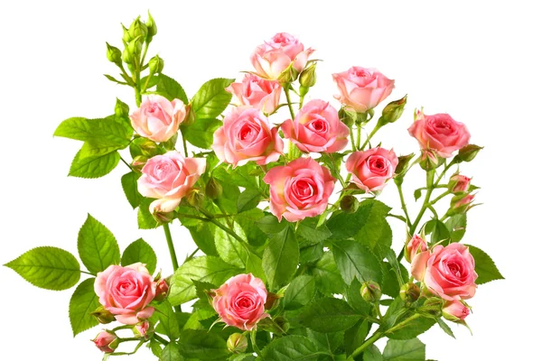 Bush met roze rozen en groene leafes — Stockfoto