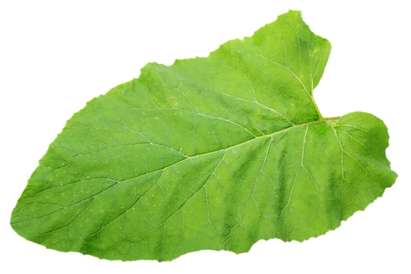 Een groene geïsoleerde blad — Stockfoto
