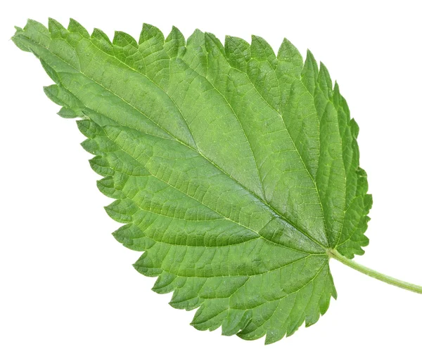 Ett grönt blad av nässlor — Stockfoto