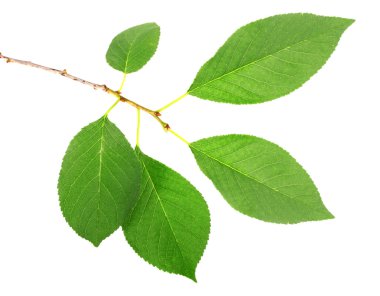 One branch with green leaf of cherry-tree clipart