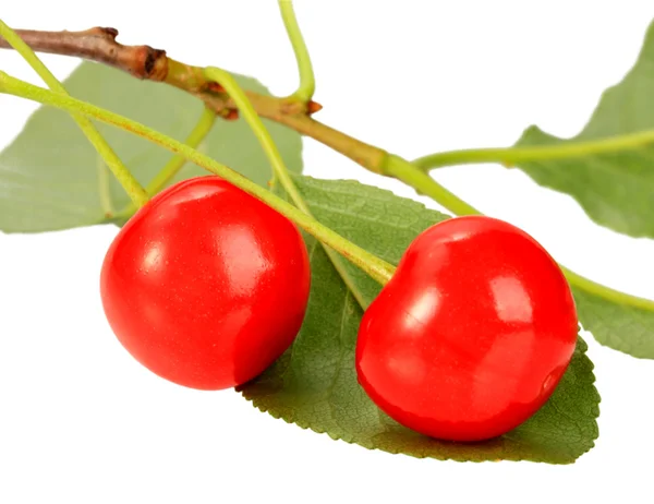 Одна ветвь с зелеными листьями и красными черри — стоковое фото