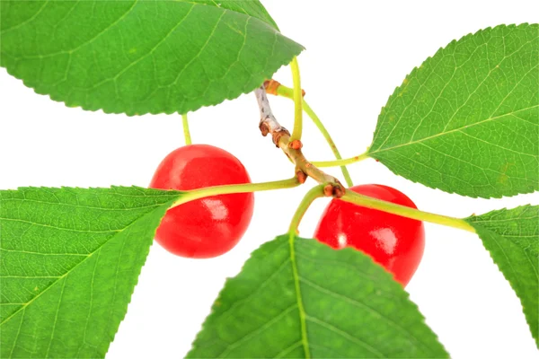 Um ramo com folha verde e cherrys vermelhos — Fotografia de Stock