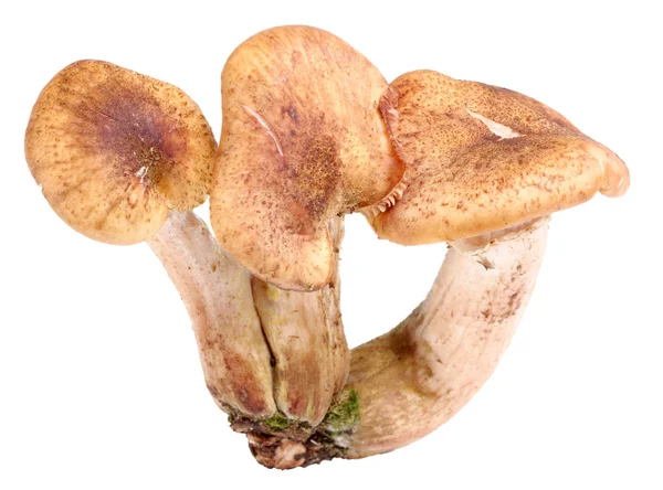Gruppe von drei frischen Pilzen — Stockfoto
