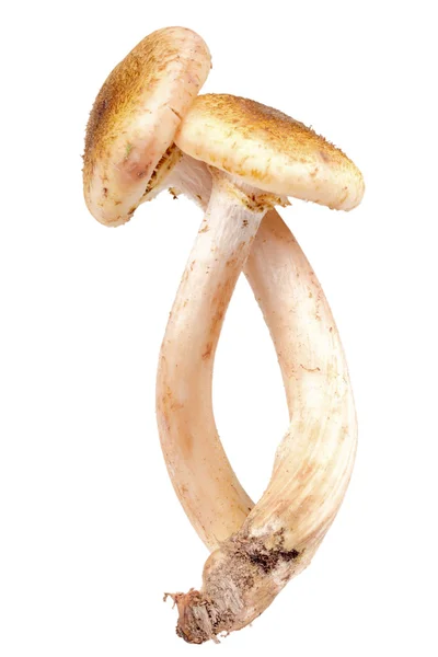 Группа из двух свежих грибов — стоковое фото