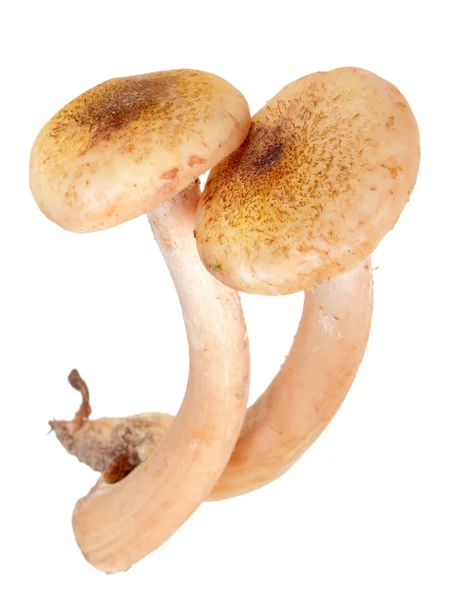 Gruppe von zwei frischen Pilzen — Stockfoto