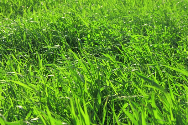 푸른 풀 이 있는 밭 — 스톡 사진