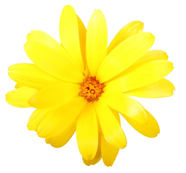 One yellow flower of calendula — Stock Photo, Image