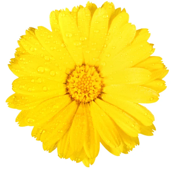 Один желтый цветок календулы с росой — стоковое фото