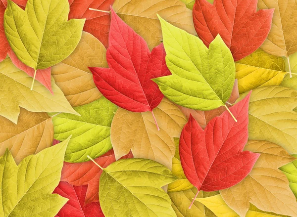 Contexto Abstrato com Grupo de Folhas de Outono — Fotografia de Stock