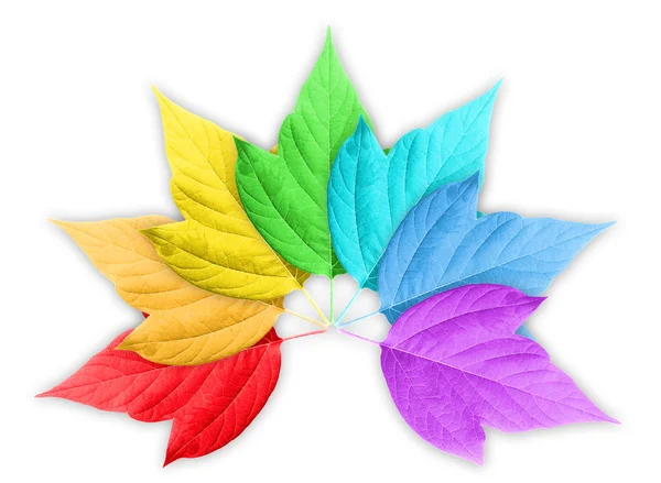Kleurovergang kleurrijke regenboog met groep bladeren — Stockfoto
