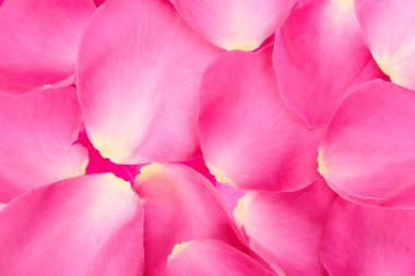 Abstract background of pink rose petals clipart