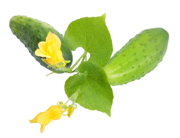 Stock image Two fresh cucumbers with leaf and yellow flowers