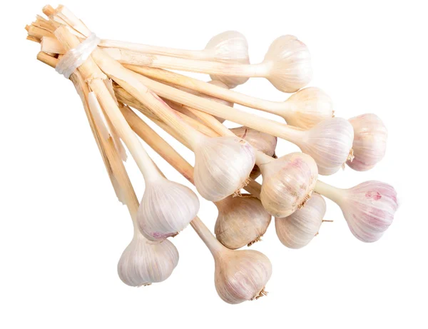 Banda bílých garlics — Stock fotografie