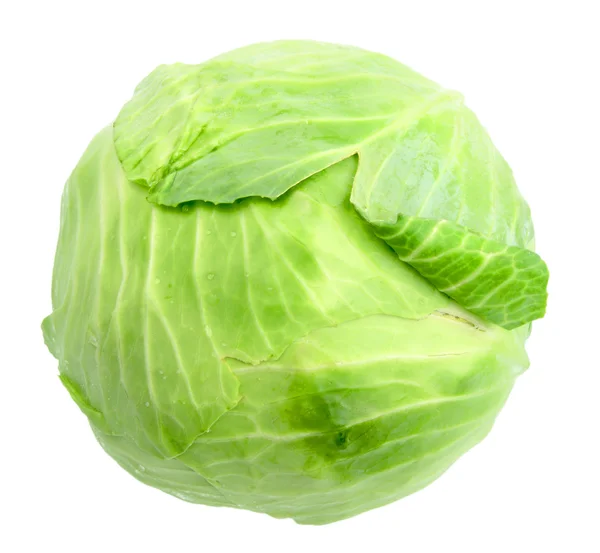 Single green cabbage with dew — Stock Photo, Image