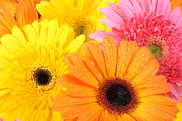 Achtergrond van bloemen — Stockfoto