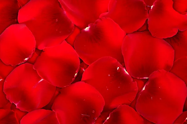 Latar belakang merah gelap dari kelopak mawar — Stok Foto