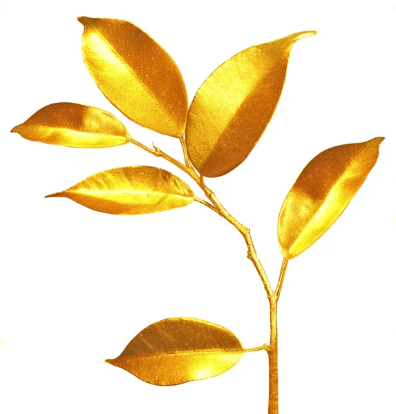 Golden sprouts. — Stock Image Golden sprouts. Stock Photo