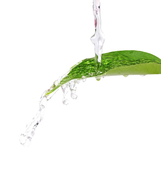 Поток воды на свежем зеленом листе  . — стоковое фото