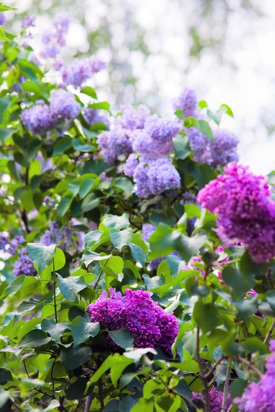 Una lila floreciente —  Fotos de Stock