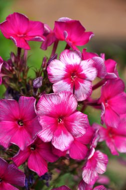 Phlox Drakon