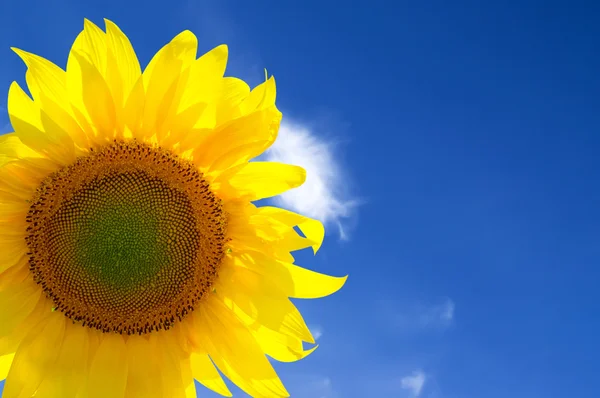 Detailní záběr žluté slunečnice — Stock fotografie