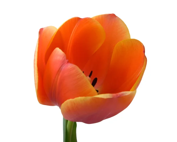 Tulip bud närbild — Stockfoto