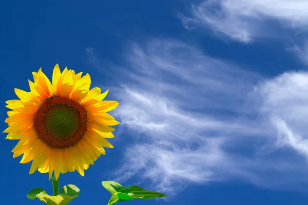 Solros mot blå himmel — Stockfoto
