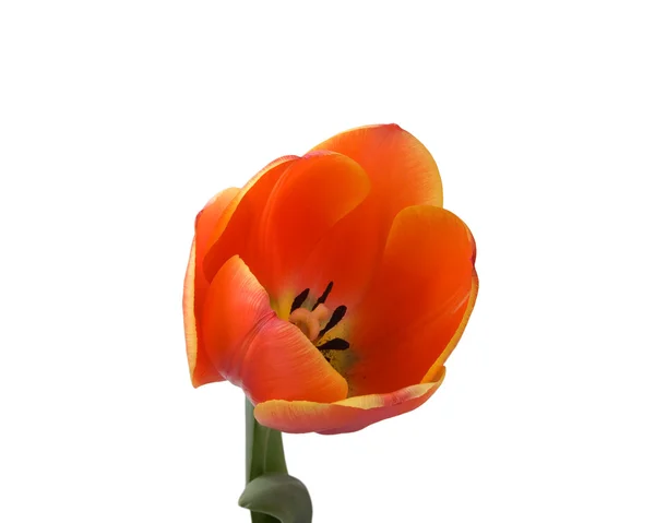 Szczegół tulipan pączek — Zdjęcie stockowe